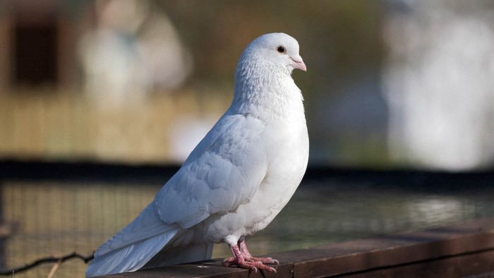 White Homing Pigeon Bird