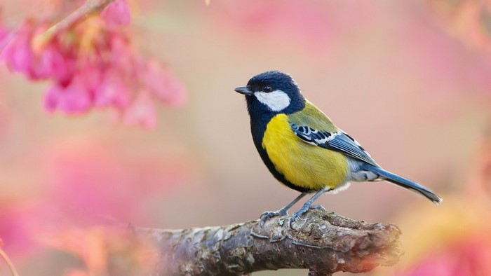Great Titmouse bird on a branch with pink flowers