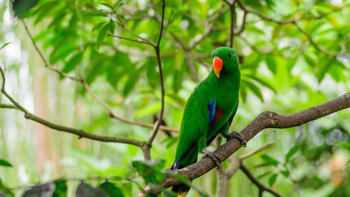 Green Eclectus Parrot on a Branch