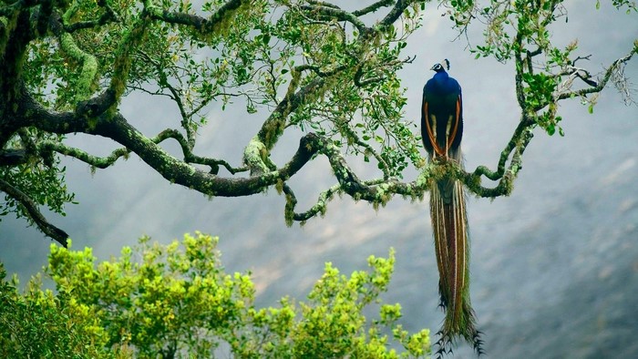 Peacock perched on a moss-covered tree branch