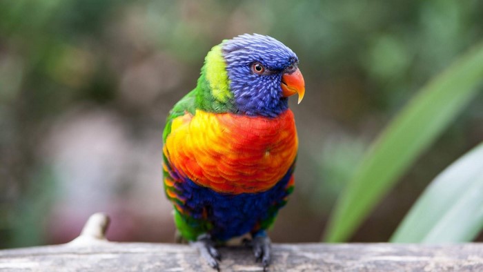Rainbow Lorikeet perched on a branch