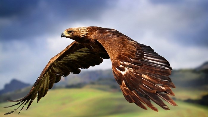 Golden Eagle in flight over rolling hills