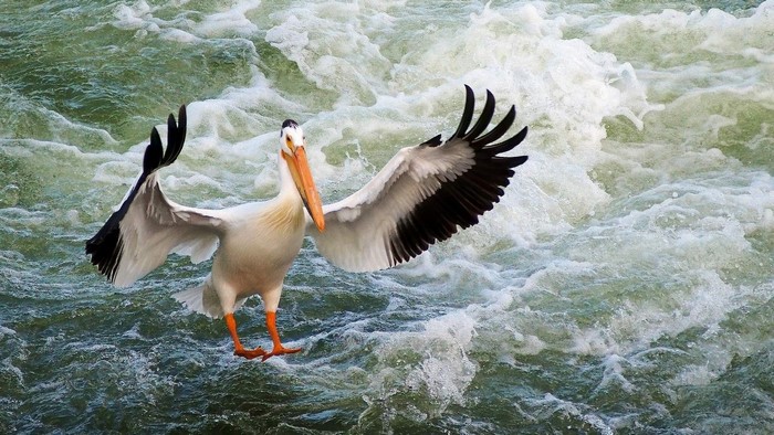 American White Pelican flying over rapids