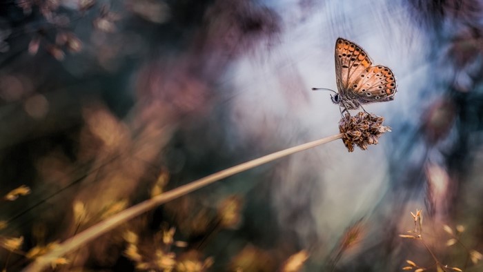 Butterfly on a dry flower with creamy bokeh background