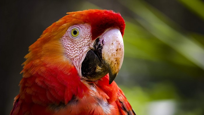 Scarlet Macaw Parrot Head Close-up