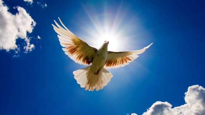 A white dove flying in the blue sky