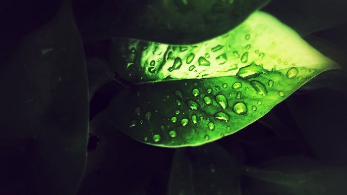Green leaf with water droplets