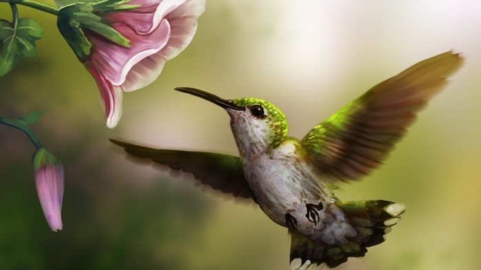 Hummingbird near a pink flower