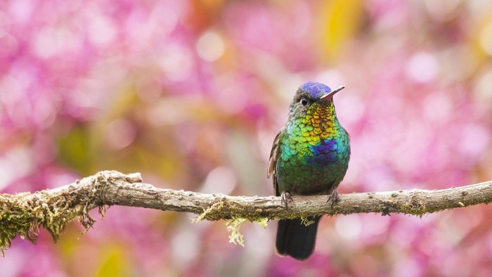 Hummingbird perched on a branch with pink flowers
