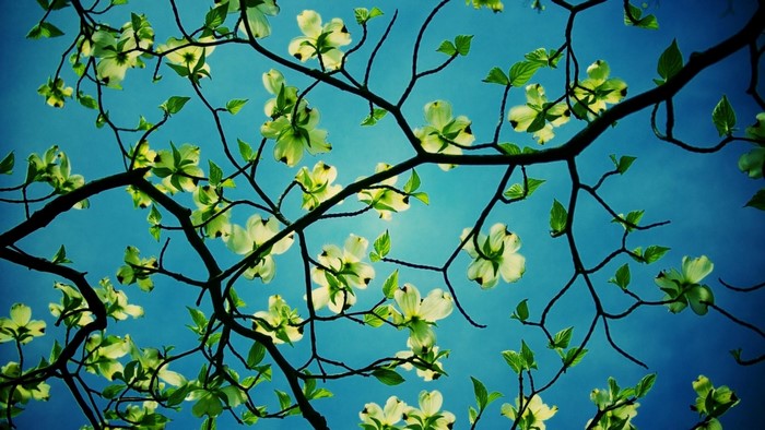 White Dogwood Flowers on Tree Branches Against Blue Sky