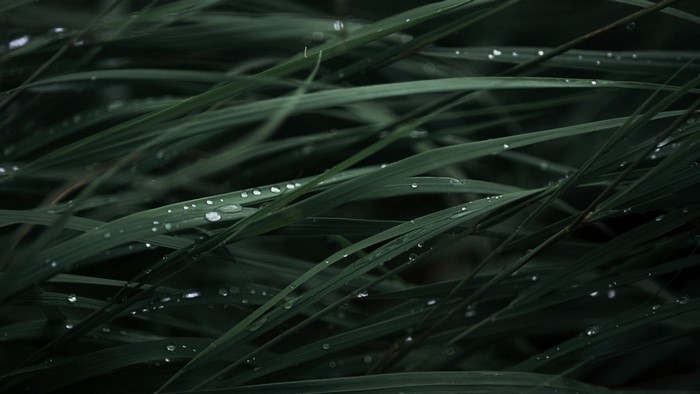 Green grass with dew drops