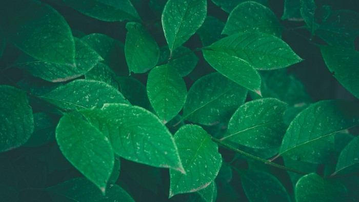 Close-up of green leaves