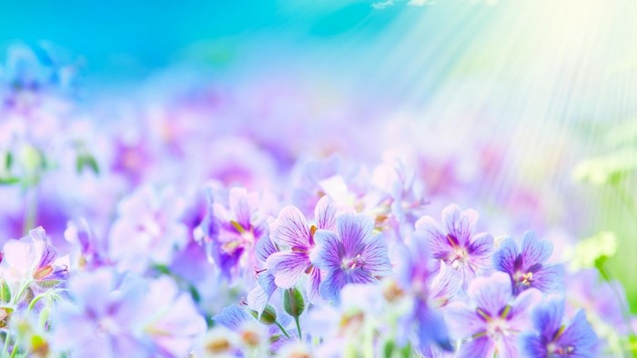 Purple and blue flowers with sun rays