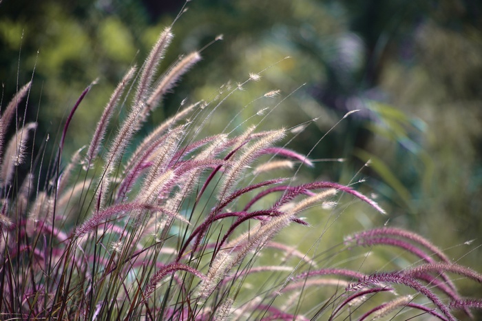 Purple Fountain Grass in Sunlight