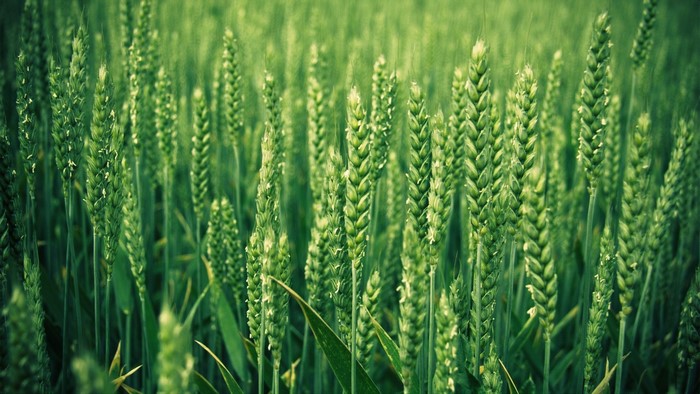 Green wheat field close-up