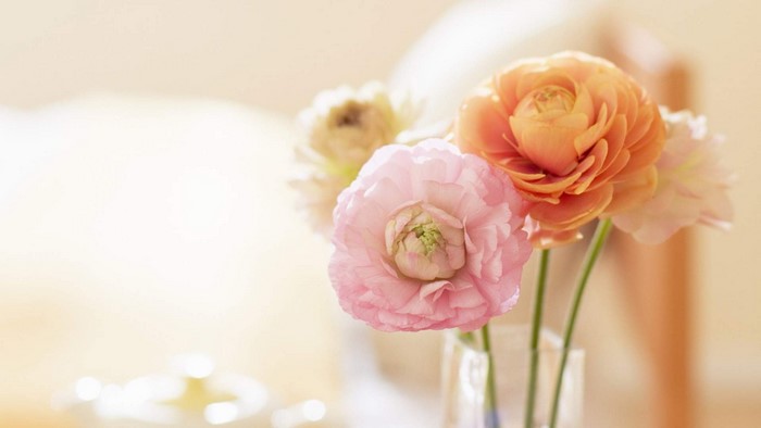 Pink and orange ranunculus flowers in a vase