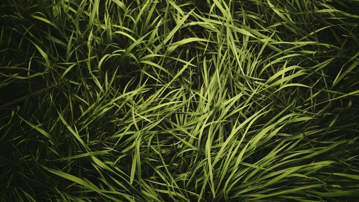 Green Grass Texture Vignette