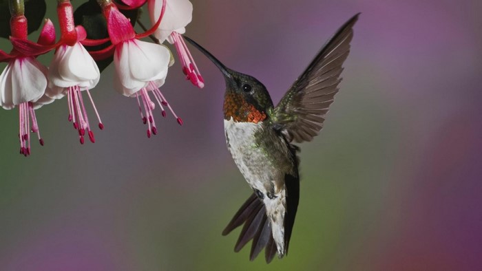 Hummingbird feeding on fuchsia flowers