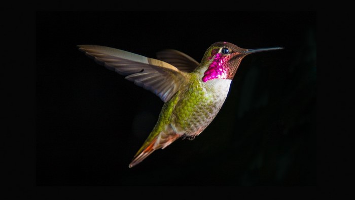 Hummingbird in flight against a dark background
