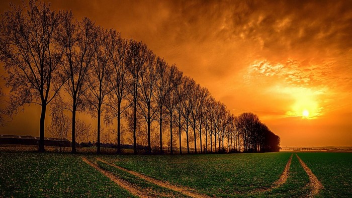 Trees in a field at sunset