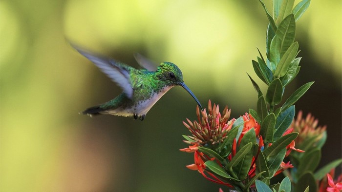 Hummingbird feeding on red flowers