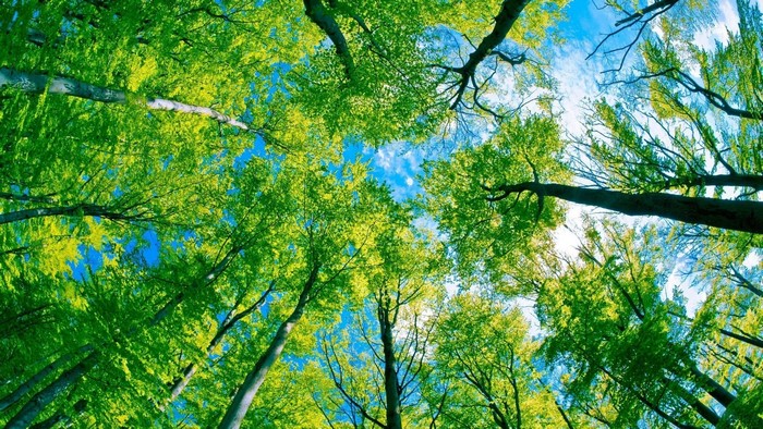 Green Forest Tree Canopy Looking Up