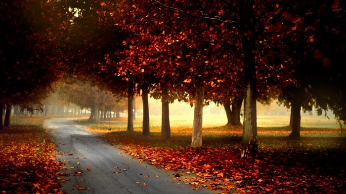 Autumn road lined with trees in fall colors