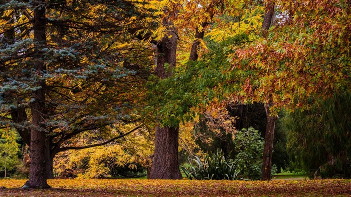 Autumn forest landscape with colorful trees