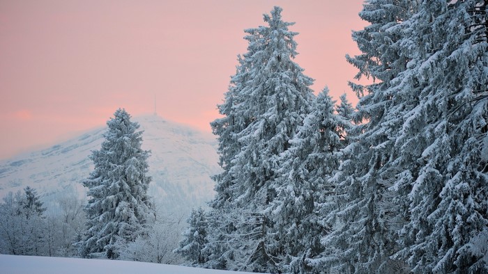 Snow-covered trees in front of a mountain at sunset
