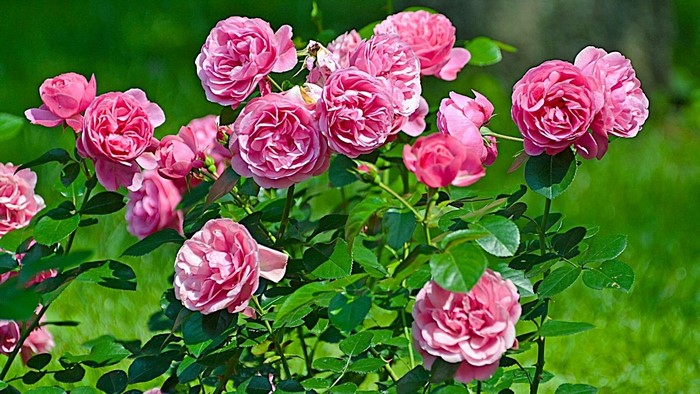 Pink Roses Blooming in a Garden