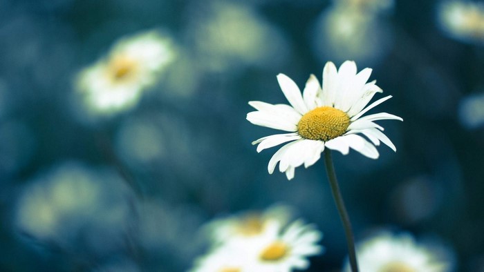 Daisy Flower Close-up
