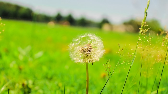 Dandelion Flower Close Up
