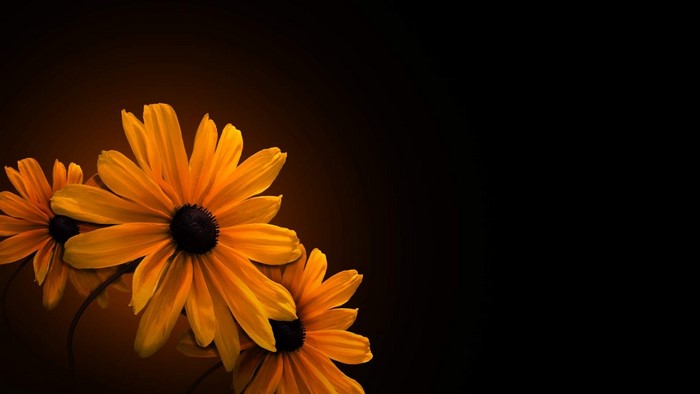 Yellow Flowers on Black Background