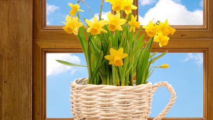 Yellow Daffodils in a Wicker Basket by a Window