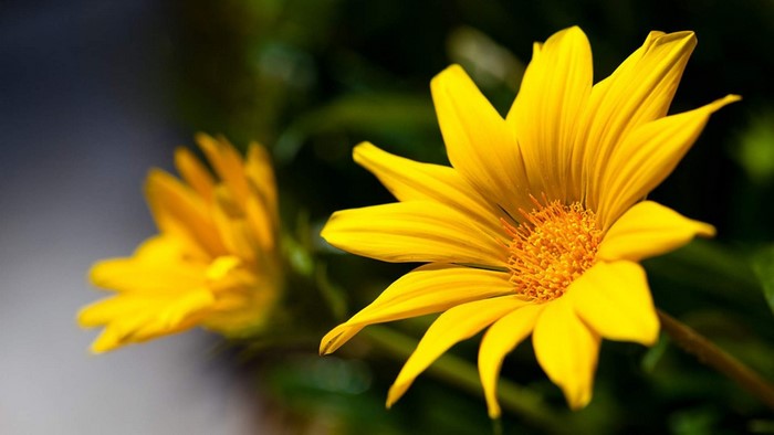 Close-up of a Yellow Gazania Flower