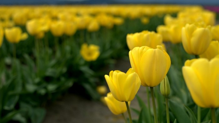 Yellow Tulips Flower Field