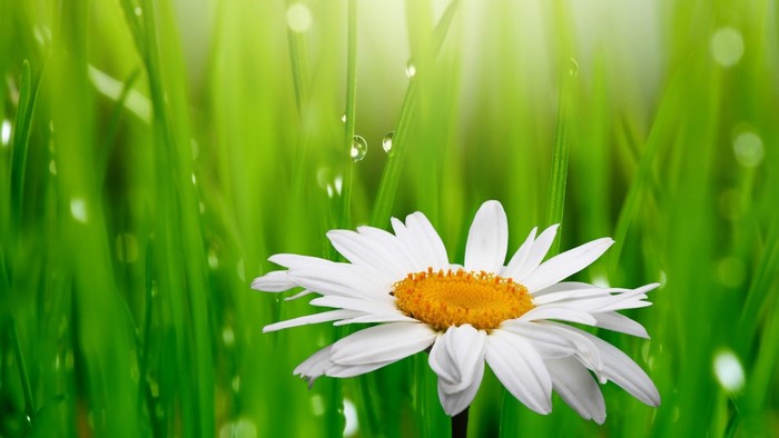 White daisy flower in green grass with water droplets