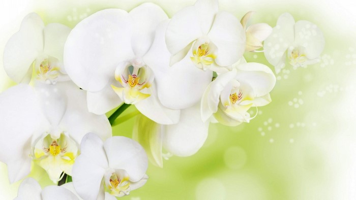 White Orchids on a Soft Green Background
