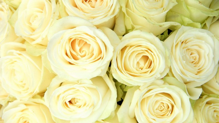 Close-up of a bouquet of white roses