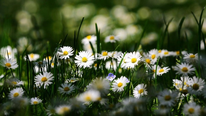 Field of Chamomile Flowers in Sunlight
