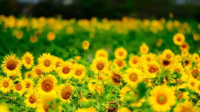 Field of Yellow Sunflowers