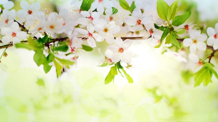 White Cherry Tree Flowers in Bloom