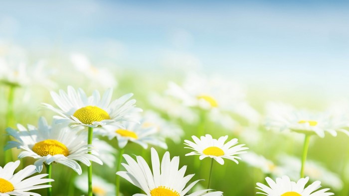 White Camomile Flowers Field Blur Background