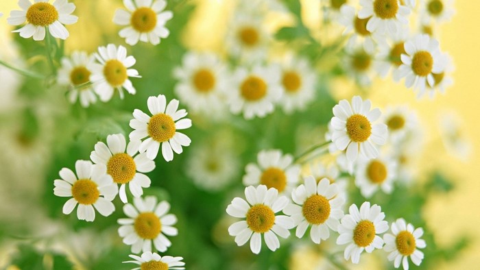 White Daisies with Yellow Centers