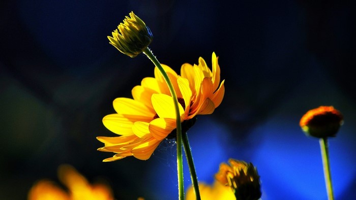 Yellow flowers with dark blue background