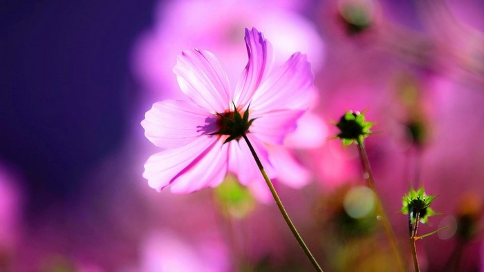 Pink Cosmos Flower and Buds