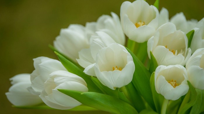White Tulips with Green Stems