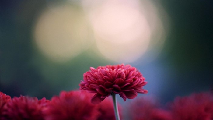 Red Chrysanthemum Flower