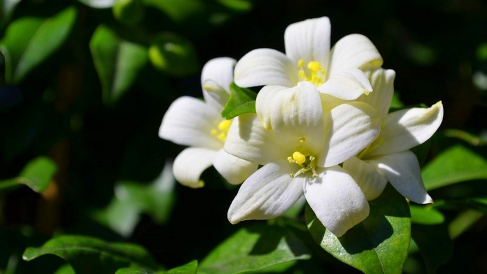 White Jasmine Flowers with Green Leaves