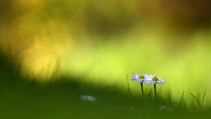 Two daisies in green grass with blurred background
